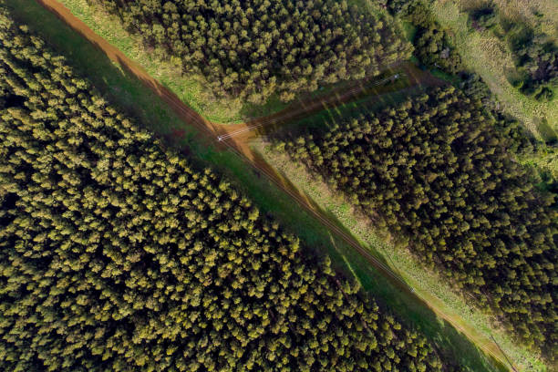 istock Aerial View over a pine plantation 1289150640