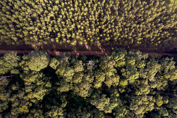 istock Aerial View over a pine plantation 1289150784