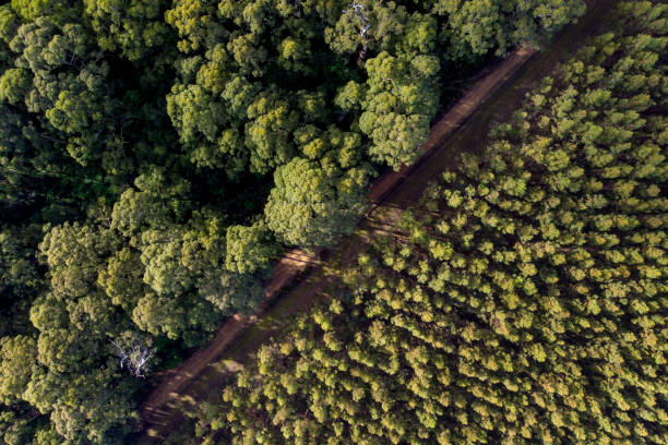 luftaufnahme über eine pinienplantage - wiederaufforstung stock-fotos und bilder