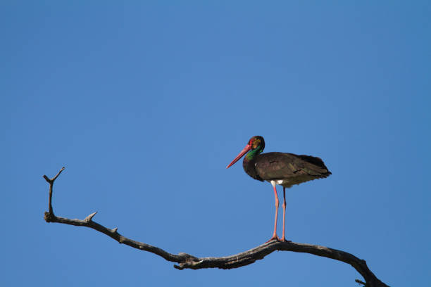 istock A black stork on a branch, Kopacki rit 1289151323