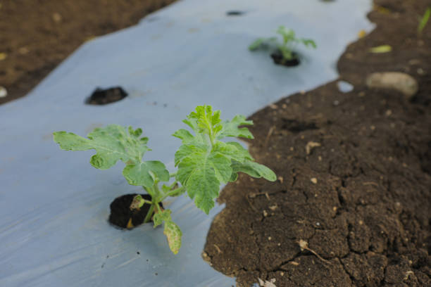 Growing watermelon plant at agriculture field
