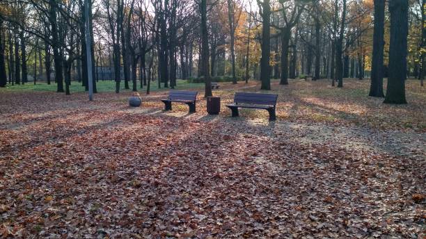 istock Benches in an oak grove 1289151731