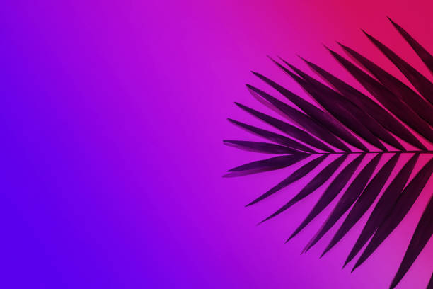 istock Green tropical palm leaf isolated on purple pink gradient background. Flyer for ad, design. 1289151783