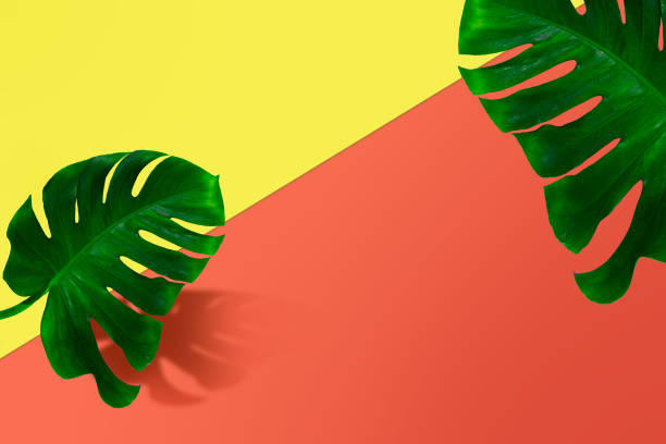 istock Creative banner with tropical leaves on geometric vibrant colours background. Flyer for ad, design. 1289151829