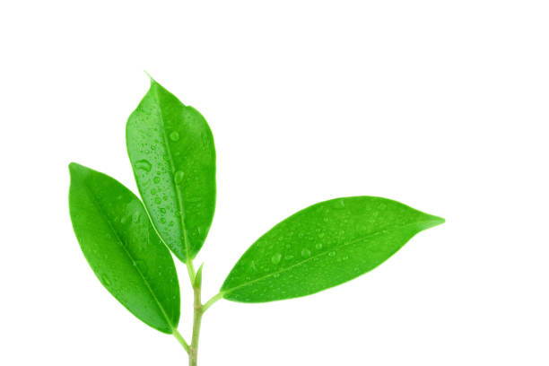 istock Green leaves isolated on a white background 1289151962
