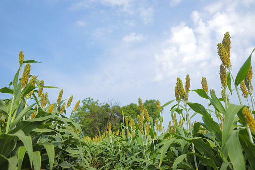 jowar grain or sorghum crop farm over blue sky background.