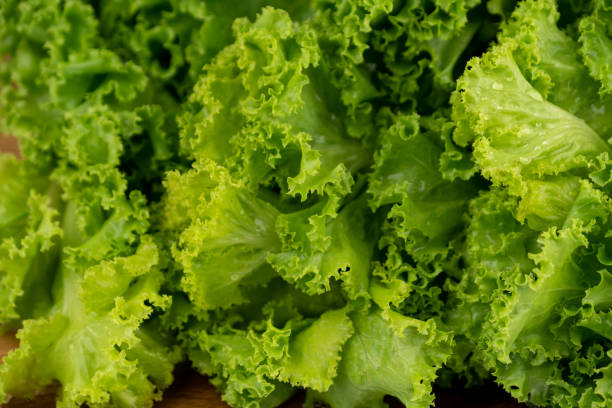 istock Green lettuce leaves lush with water drop on leaf 1289154814