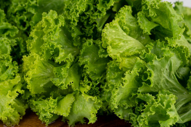 istock Green lettuce leaves lush with water drop on leaf 1289154816
