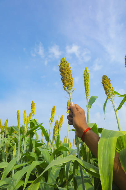 istock jowar grain or sorghum crop farm over blue sky background 1289154818