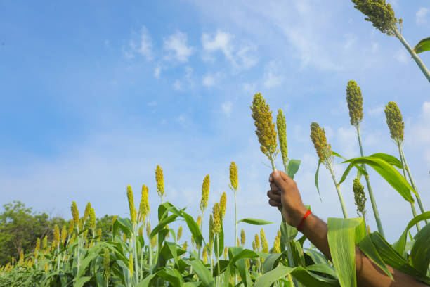 istock jowar grain or sorghum crop farm over blue sky background 1289154853
