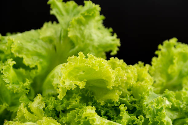 Green lettuce leaves lush with water drop on leaf on black background