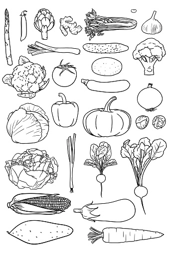 Vector drawings of various veg. There is asparagus, peas, artichoke, ginger, celery, bean, garlic, leek, cucumber, potato, broccoli, cauliflower, tomato, courgette, onion, cabbage, pepper, pumpkin, brussels sprouts, lettuce, spring onion, radish, beetroot, corn, eggplant, sweet potato and carrot
