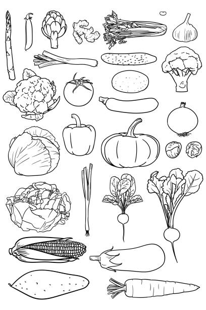 Set of simple drawings of vegetables good for coloring books Vector drawings of various veg. There is asparagus, peas, artichoke, ginger, celery, bean, garlic, leek, cucumber, potato, broccoli, cauliflower, tomato, courgette, onion, cabbage, pepper, pumpkin, brussels sprouts, lettuce, spring onion, radish, beetroot, corn, eggplant, sweet potato and carrot artichoke diet stock illustrations