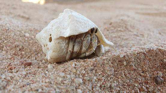 Hermit Crab with a shoody shell