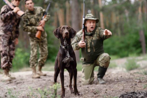 Hunting for Wildfowl. Man with Rifle in Summer Forest. Hunter with Shotgun in Camouflage. Clever Brown Pointer Dog. Animal Chasing. Man Pointing to Target. Alert Dog. Men Have Good Time.