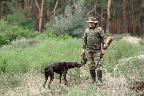 Hunter Holds Wild Duck. Adorable Pointer Takes Smell. Wildfowl Hunting. Man with Rifle in Summer Forest. Hunter with Shotgun in Camouflage. Shorthair Brown Pointer Dog. Animal Chasing. Gun Dog.