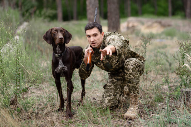 istock Rabbit Hunt Dog Going to Chase Animal in Forest. 1289156559