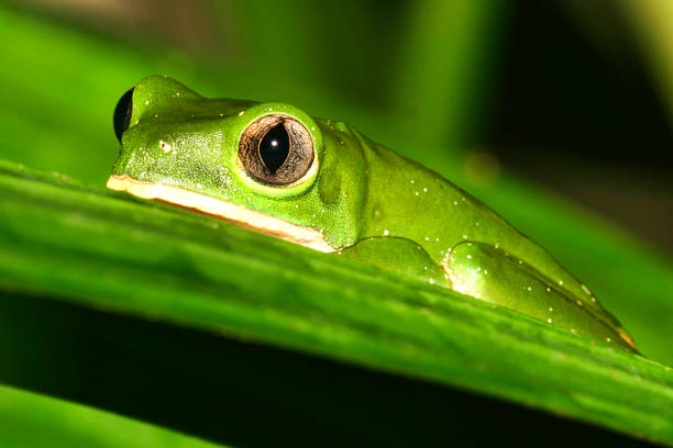 istock Tropical Green Frog, Napo River Basin, Amazonia, Ecuador 1289157879