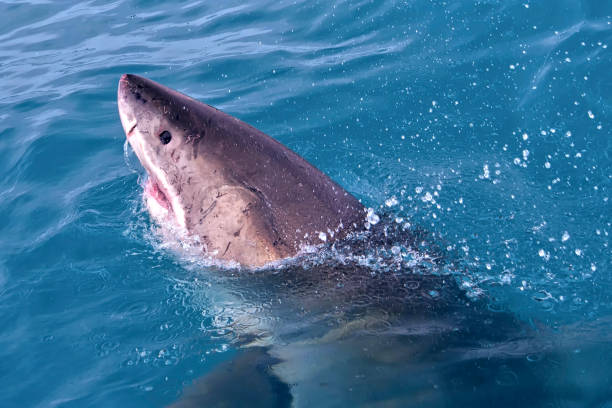 istock Great White Shark, Gansbaai, South Africa 1289157897