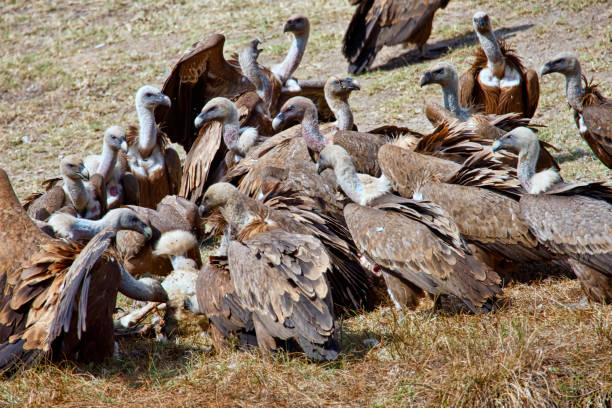 istock Griffon Vulture, Monfrague National Park, Spain 1289157911