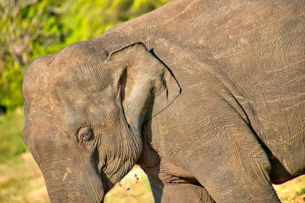 шри-ланки слон, национальный парк уилпатту, шри-ланка - sri lankan elephants стоковые фото и изображения