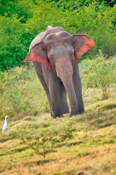 шри-ланки слон, национальный парк саудулла, шри-ланка - sri lankan elephants стоковые фото и изображения