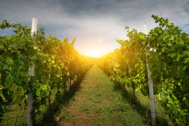 istock White wine grapes in the vineyard 1289158119