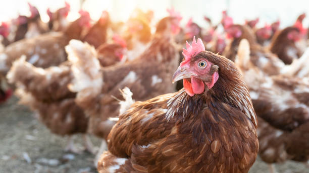 istock Chickens are into the chicken farm. 1289158467