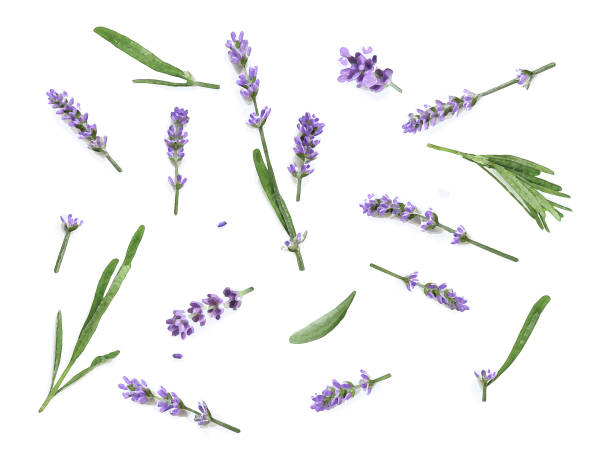 istock Watercolor Lavender flowers isolated on a white background 1289158473