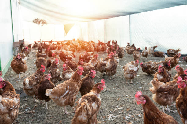 hühner sind in der hühnerfarm. - chicken hatchery stock-fotos und bilder