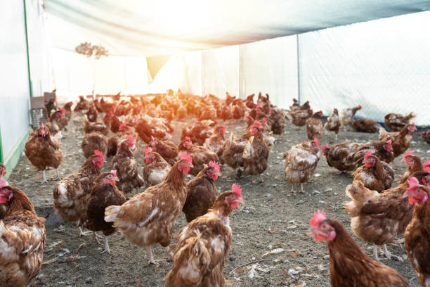 chickens are into the chicken farm. - chicken hatchery imagens e fotografias de stock