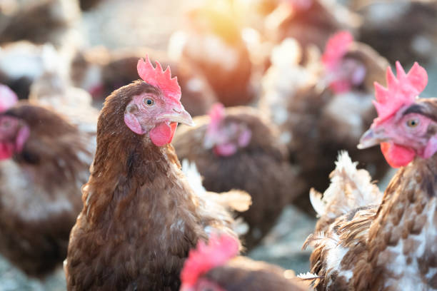 istock Chickens are into the chicken farm. 1289158539