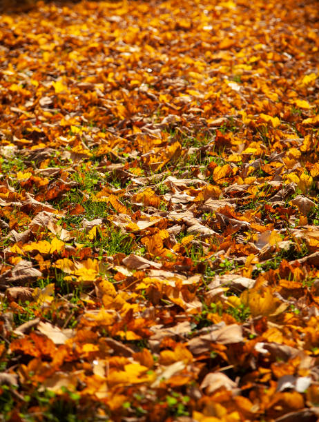 istock leaves in autumn. 1289159457