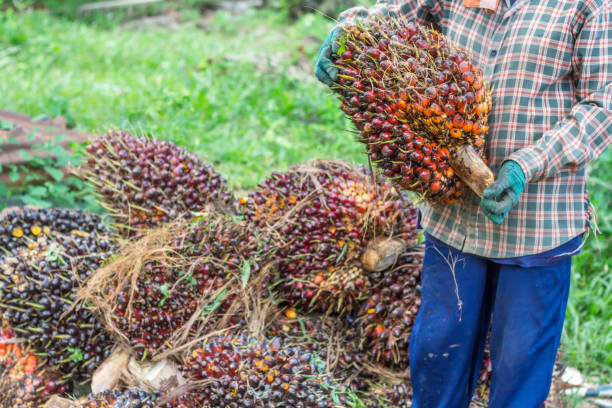 istock Man working in palm oil garden. 1289159503