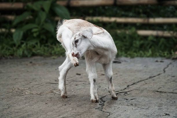 istock A pair of kid goats 1289159825