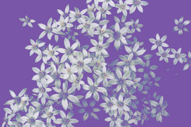 istock a meadow white flowers, violet toned photo 1289160948