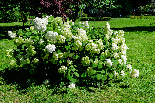 Large white hydrangea macrophylla or hortensia shrub in full bloom in a flower pot, with fresh green leaves in the background, in a garden in a sunny summer day