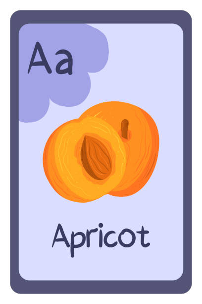 ilustrações de stock, clip art, desenhos animados e ícones de abc flashcard letter a for apricot - report card flash
