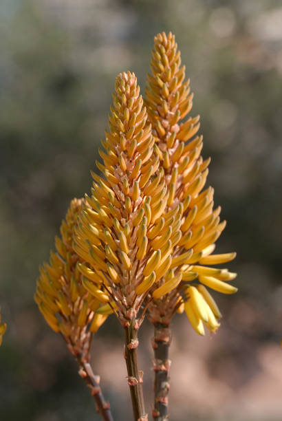 aloe Yellow flowers of Aloe angelica 30132 stock pictures, royalty-free photos & images