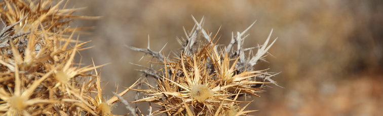 Spines of a dry tropical plant, wide view, autumn colors, blurred background,