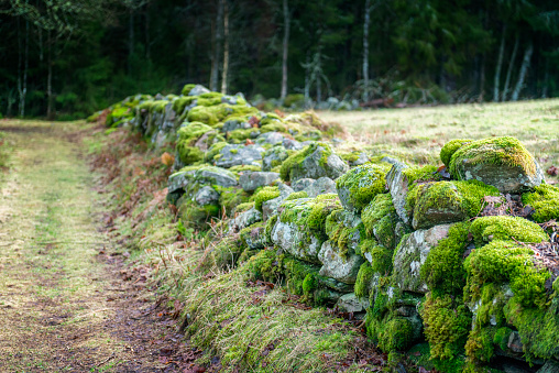 Old stone wall covered in moss