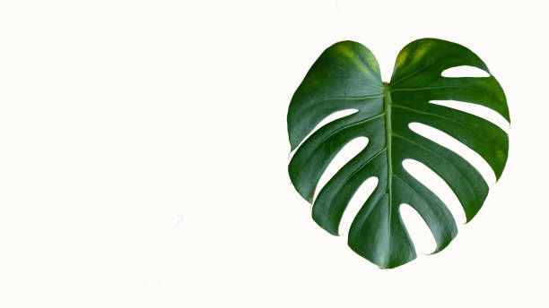 istock Smykka green leaves heart shape isolated on white background 1289165383
