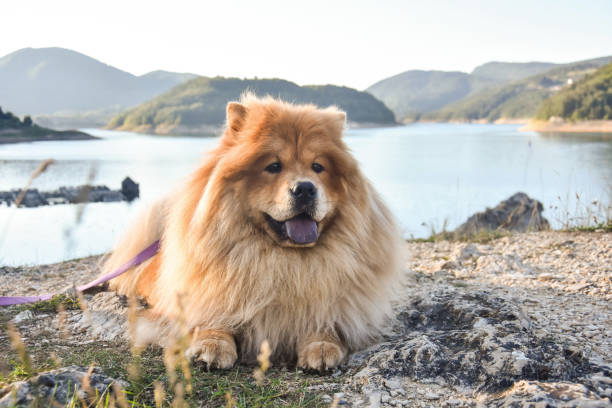 外の美しい犬のチャウチャウ - chow domestic animals animal beautiful ストックフォトと画像