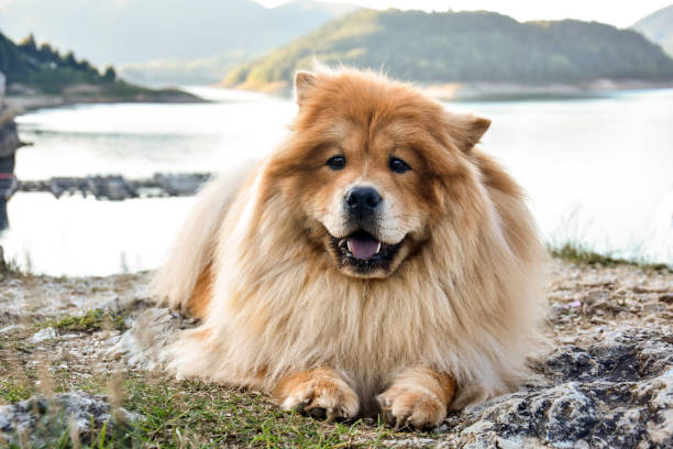 istock Beautiful dog chow-chow outside 1289166284