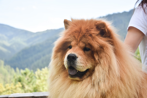 Purebred dog chow chow on vacation on mountain lake Zaovine