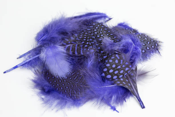 istock heap of blue feathers 1289166358