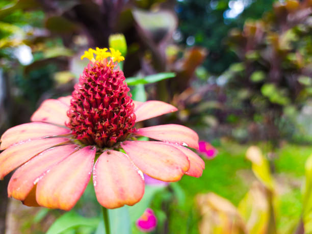 Red flower petals in a city park