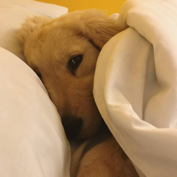 istock Golden Retriever puppy 1289170952