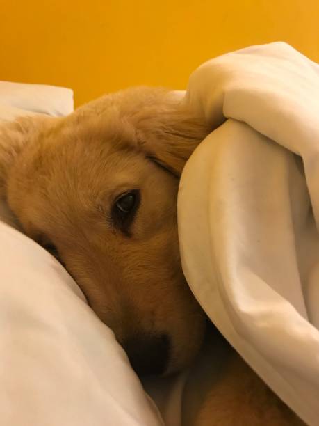 istock Golden Retriever puppy 1289170972