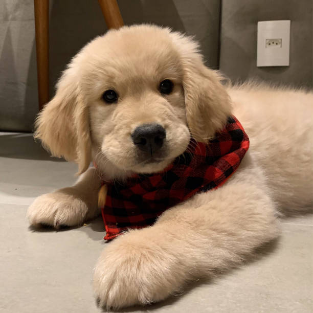 istock Golden Retriever puppy 1289171510